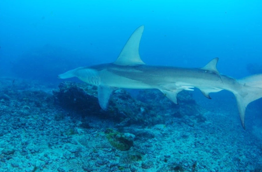 Expensive Defeated bang Fotógrafa faz registro raro de tubarão-martelo em Fernando de Noronha: 'foi  a primeira vez e talvez seja a única', diz - LivreTV Notícias