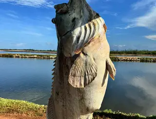 Espécie de peixe encontrada em fazenda de produção de camarão no RN chega a pesar até 350 quilos e vive mais de 35 anos