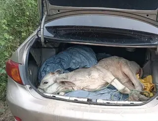 Bezerro furtado em fazenda é encontrado dentro de porta-malas de carro no interior do RN
