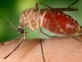 Ministério da Saúde confirma duas mortes por febre oropouche