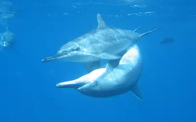 Estudo de golfinhos em Fernando de Noronha aponta que fêmeas preferem machos que fazem 