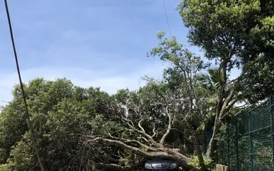 Árvore cai em cima de carro e derruba poste na Zona Sul de Natal