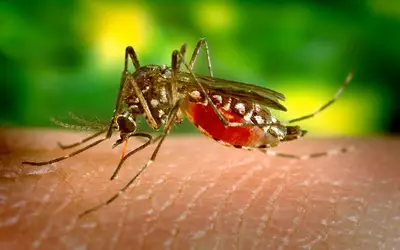 RN registra primeira morte por dengue em 2024