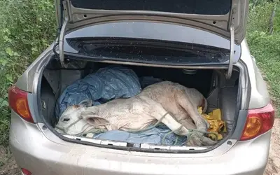 Bezerro furtado em fazenda é encontrado dentro de porta-malas de carro no interior do RN