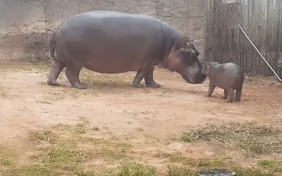 Chá revelação de bebê hipopótamo chama atenção de curiosos na Grande Natal